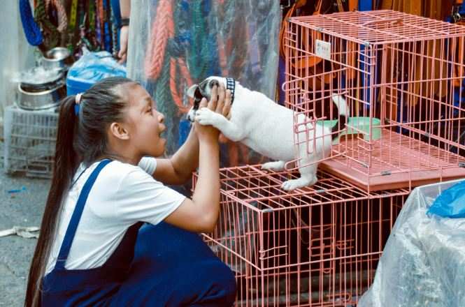 Why are pet stores bad?
